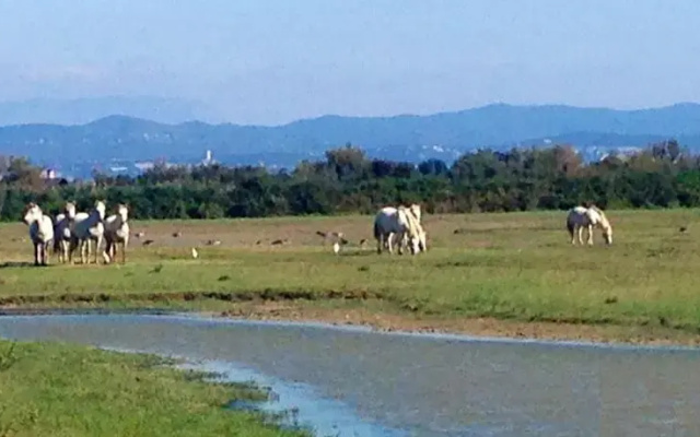Riserva Naturale Foce dellIsonzo