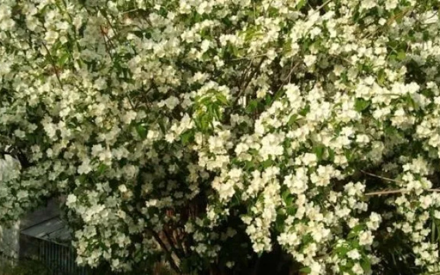 Il Giardino della Strega Innamorata