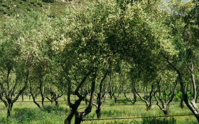 Domaine Acciola