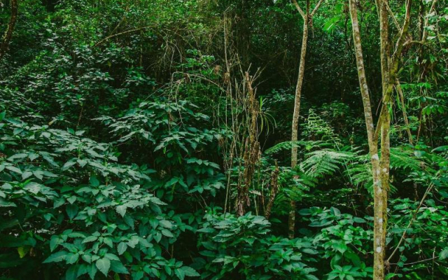 Rupa Rupa High Jungle Eco B&B
