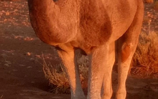 Sahara Peace