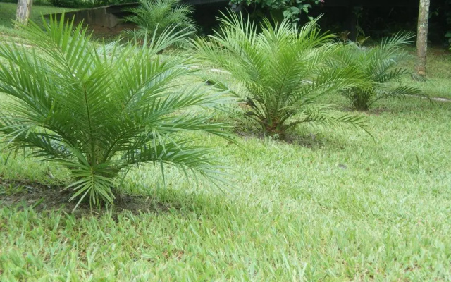 Pousada Bonani