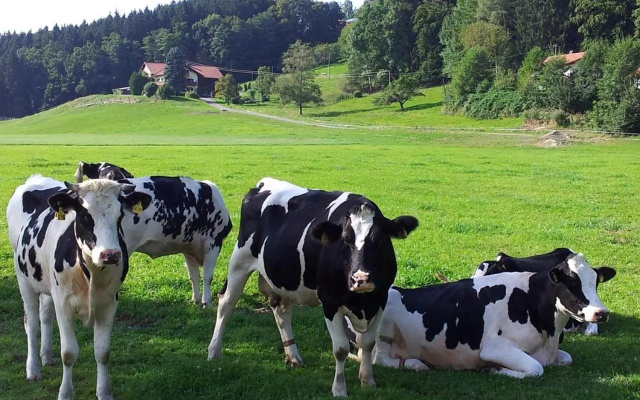 Zwischen Chiemsee und Bergen Dg