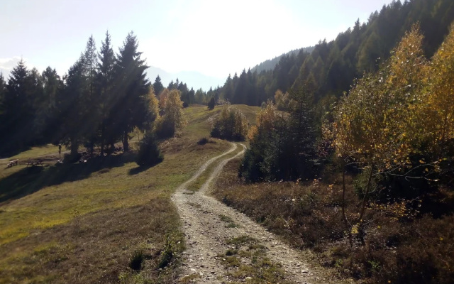 Salvino
