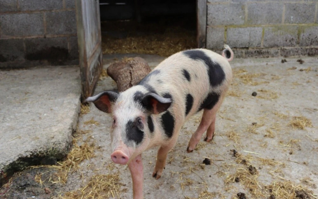 Black Dog Farm