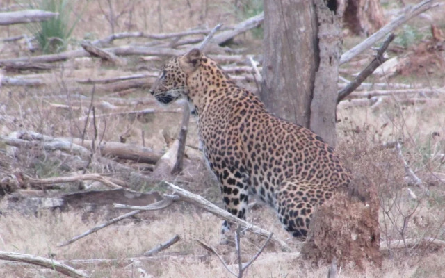 Yala Avian Eye Safari