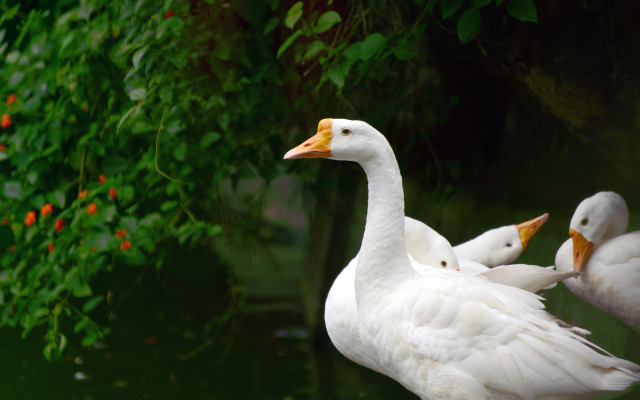 Отель Eco Gardens Resorts