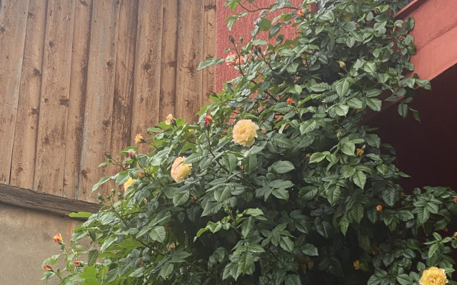 Grounds · Tbilisi — photo 23