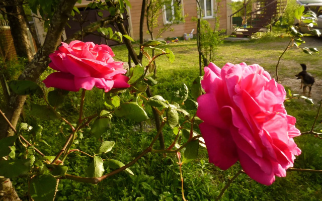 Гостевой Дом Country House Uliana