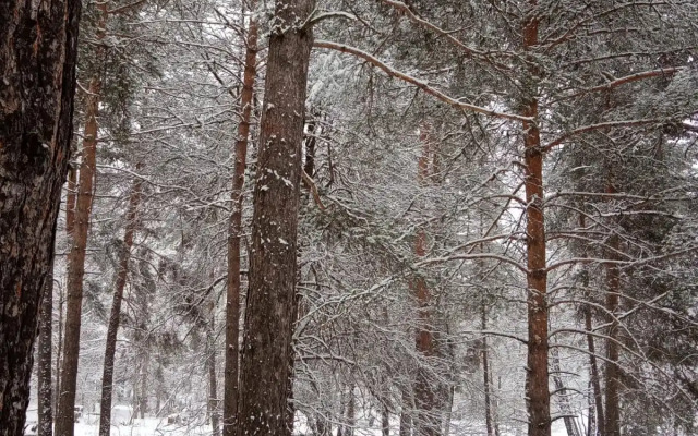 Шале Paradise Forest 5