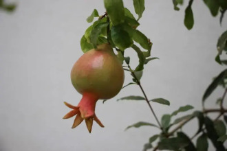 Les Jardins De Riad Laarouss, фото 11 Les Jardins De Riad Laarouss, фото 11