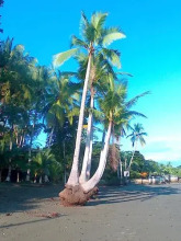 Casa Celeste Del Golfo Dulce, фото 2