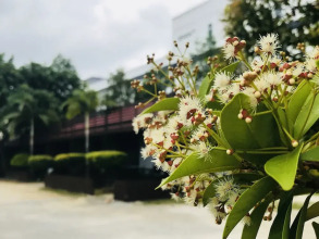 Shell Out Cenang Beach Resort, фото 18 Shell Out Cenang Beach Resort, фото 18