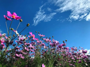 Shangri La Salloi Rustic Luxury Hotel, фото 41