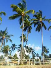 Flat Carneiros Beach Resort, фото 37