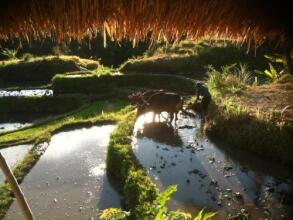 Pondok Apsari, фото 7