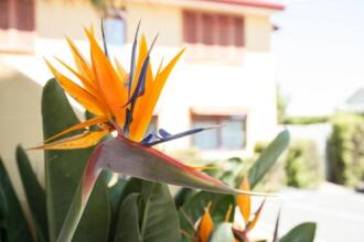 Apartments Paradiso, фото 12 Apartments Paradiso, фото 12