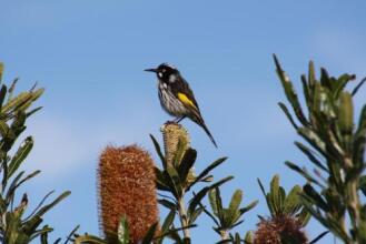 Frog Gully Cottages, фото 3