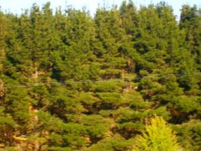 Highlands Motor Inn, фото 3