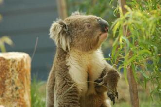 Gippsland lakehouse a, фото 8 Gippsland lakehouse a, фото 8