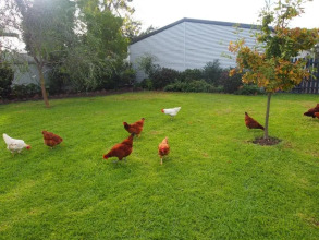 Coppards Rest, фото 11