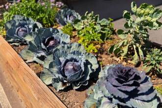 Maffra Motor Inn, фото 16