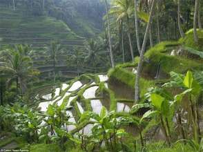 Ubud Green View Villas, фото 9