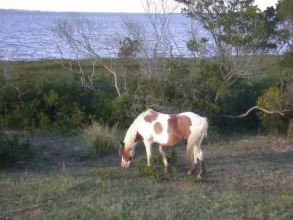 White Marlin 304A 1 Br condo by RedAwning, фото 2 White Marlin 304A 1 Br condo by RedAwning, фото 2