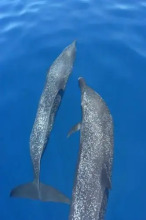 Jinete De Osa, фото 6 Jinete De Osa, фото 6