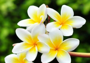 Ocean View, фото 50 Ocean View, фото 50