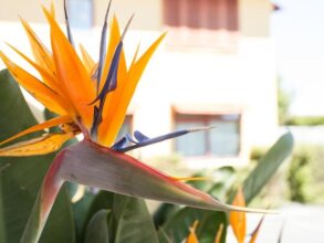 Apartments Paradiso, фото 22 Apartments Paradiso, фото 22