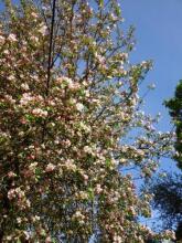 Apple Tree Accommodation