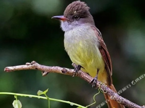 Green Castle Estate, фото 44