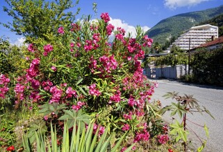 Пансионат «Чегем», Гагра