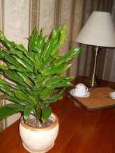 Diplomat Aparthotel, фото 23