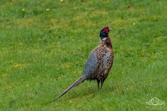 Foyers House Hotel, фото 16 Foyers House Hotel, фото 16