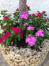 Duque De Wellington, фото 8 Duque De Wellington, фото 8