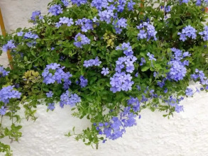 Duque De Wellington, фото 7 Duque De Wellington, фото 7