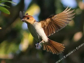 Green Castle Estate, фото 45