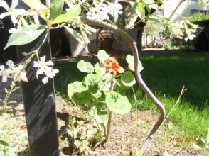 Sirin Pension, фото 1