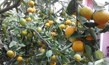 Apartments Jovana, фото 18