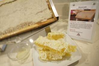 Hotel Gardenia, фото 16