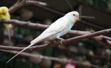 Dream Garden Resort Langkawi, фото 48