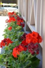 Gosti, фото 20 Gosti, фото 20