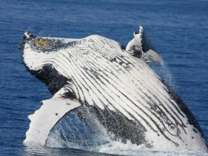 Silver Sands Apartments, фото 34 Silver Sands Apartments, фото 34