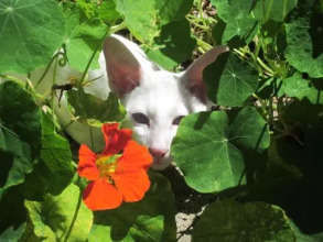 Lakes Waterfront Motel And Cottages, фото 13