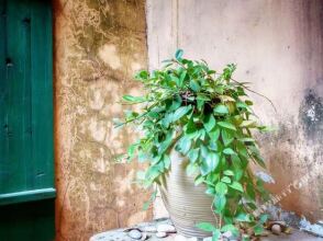 Forest Inn (Danzhou Zhongxing), фото 12