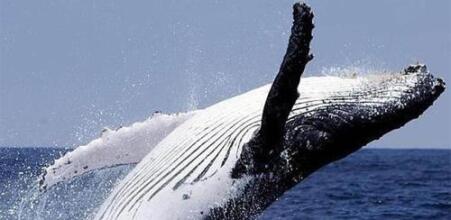 Cabañas Valeska, фото 39