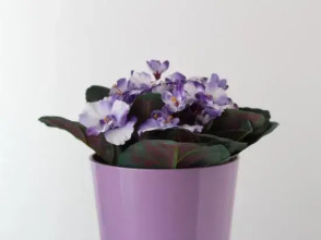 Downtown Apartments Pula, фото 28