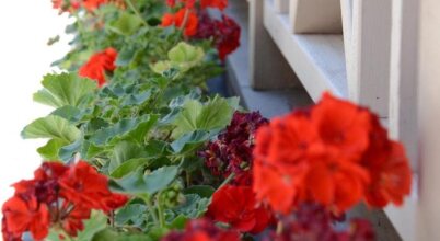 Gosti, фото 29 Gosti, фото 29